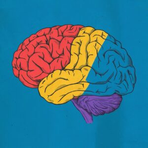 An illustration of a brain, symbolizing neurodevelopmental disorders like autism, ADHD, and intellectual disability